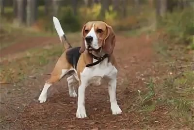 бигль