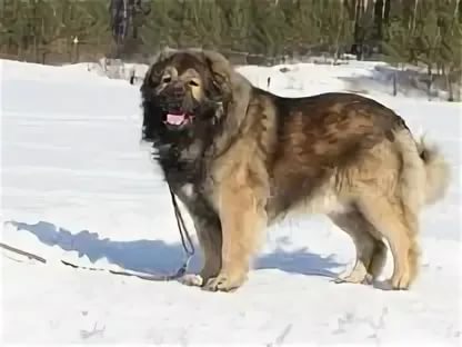 кавказская овчарка