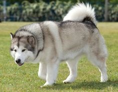 маламут аляскинский