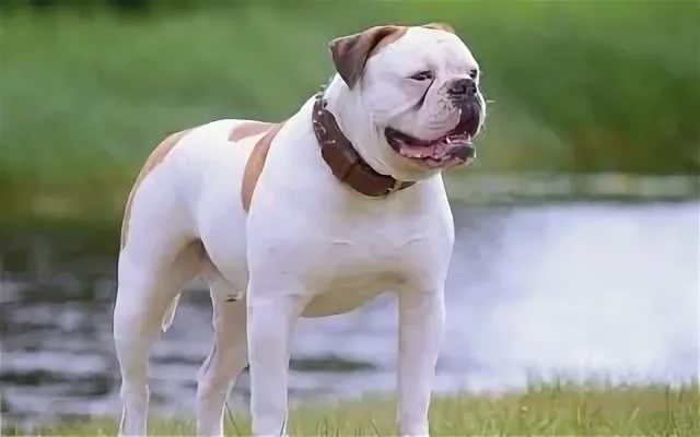 бульдог американский
