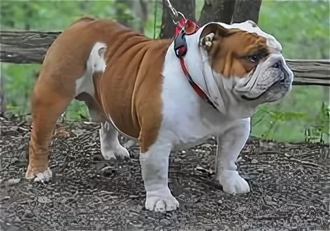 бульдог английский